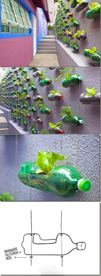Creative Plant Wall