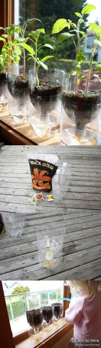 Beverage bottle transformation in to the flowerpot