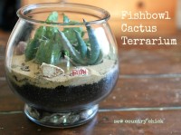 DIY Terrarium Cactus Garden